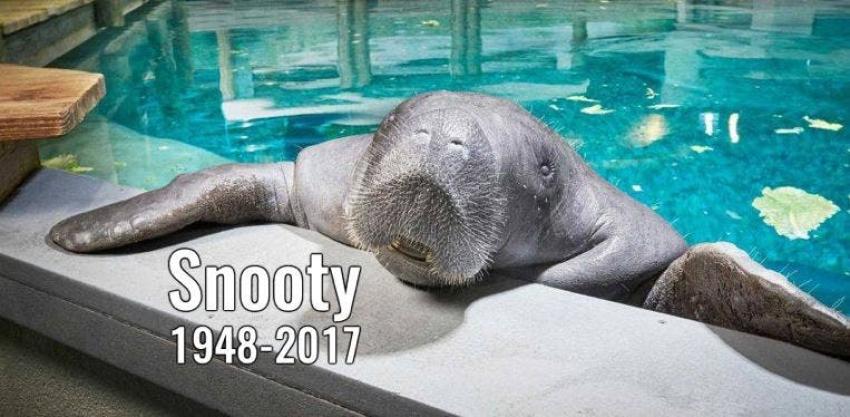 Muere Snooty, el manatí más longevo del mundo