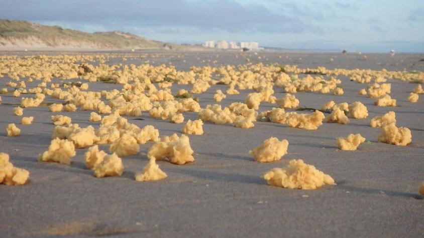 Qué son las extrañas y esponjosas bolas amarillas en la costa norte de Francia