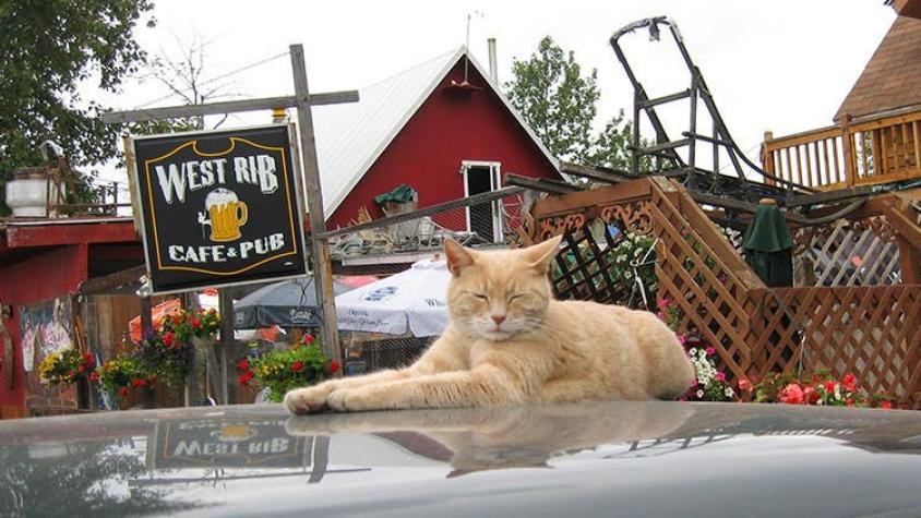 Murió Stubbs: El gato "alcalde" de una ciudad de Alaska