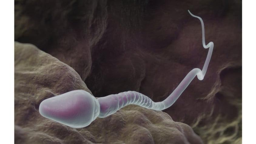 Científicos advierten que mala calidad de esperma puede llevar "a la extinción de la especie humana"
