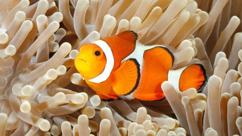Por qué la película de Disney "Buscando a Nemo" está equivocada