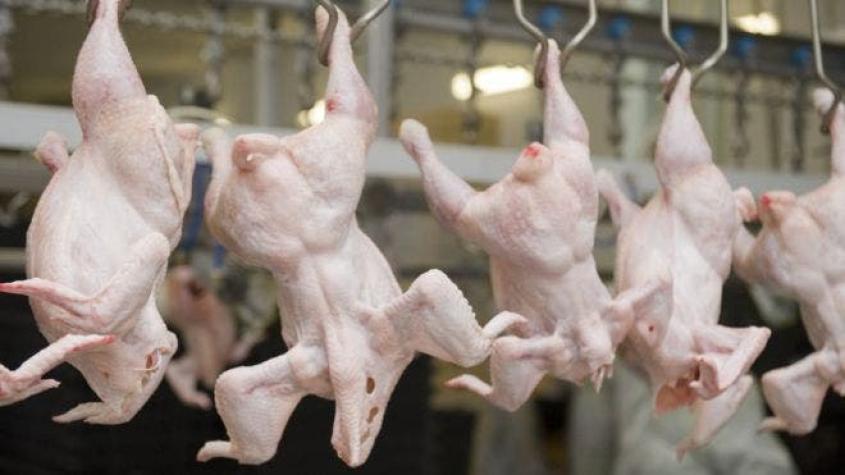 ¿Qué es el pollo clorado y por qué causa polémica entre Estados Unidos y la Unión Europa?