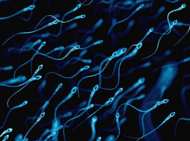 Los hombres occidentales tienen cada vez menos espermatozoides