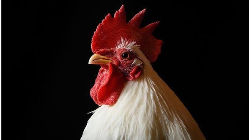 El pollo clorado y otros 5 alimentos que causaron polémicas internacionales