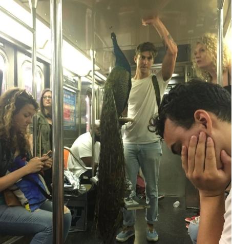 Hombre viajó con un pavo real en el metro de Nueva York