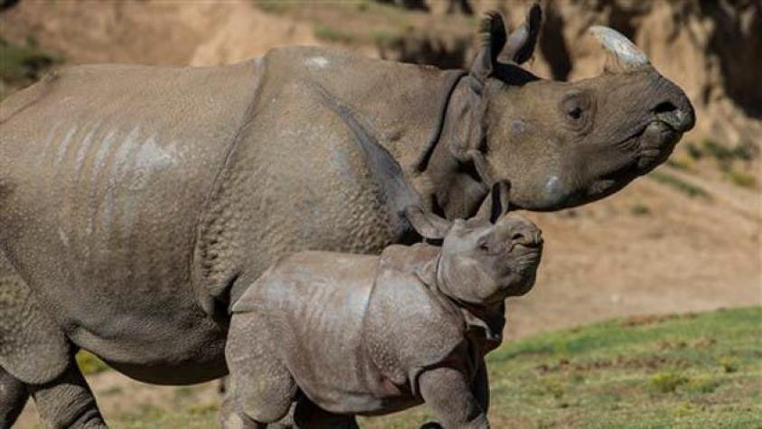 Leve baja del número de rinocerontes abatidos en Sudáfrica