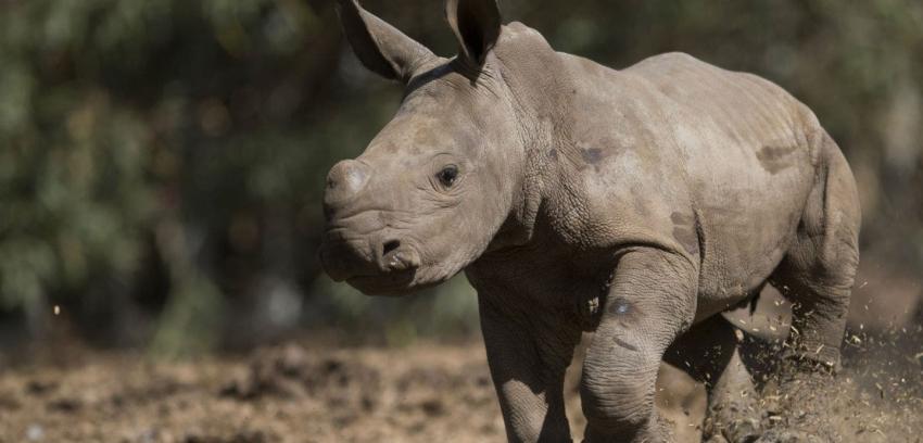 Pantaleón: la primera cría de rinoceronte que nace en Chile