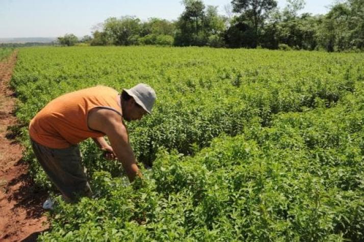 Estados Unidos: Agricultores reclaman por daños de pesticidas en cultivos