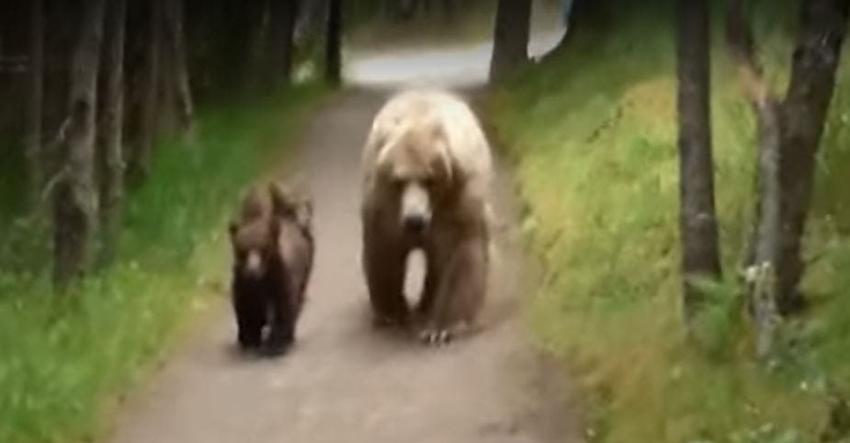El aterrador momento en que un hombre se encuentra frente a frente con un oso en un parque