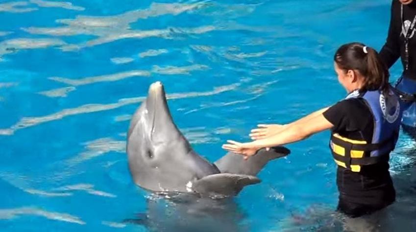Ciudad de México: Prohíben espectáculos y terapias con delfines