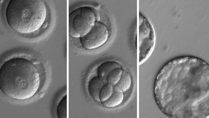 Científicos corrigen una enfermedad hereditaria en embriones humanos
