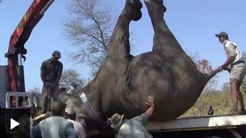 [VIDEO] Patas arriba: La enorme tarea de trasladar a cientos de elefantes de seis toneladas