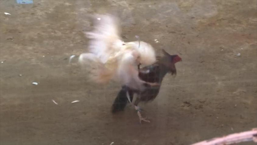 [VIDEO] Las peleas de gallos en Chile