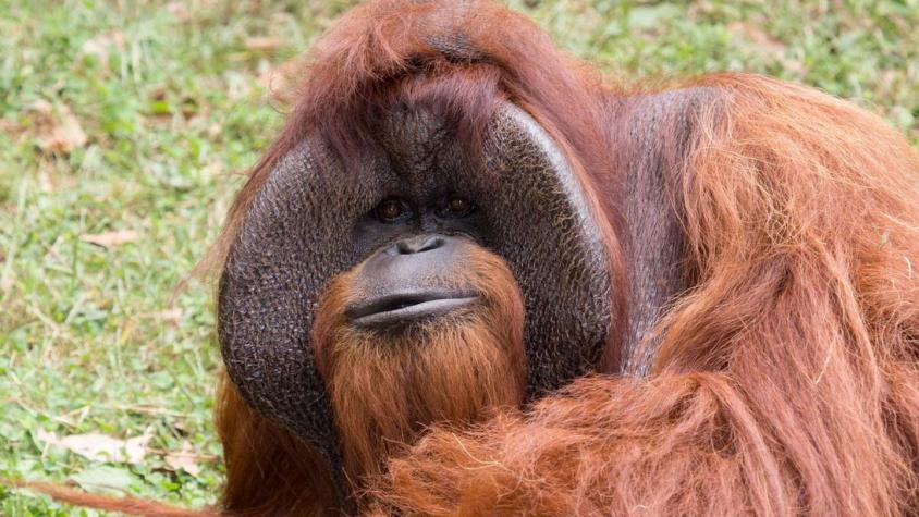 Muere Chantek, el famoso orangután que utilizaba lenguaje de señas para comunicarse