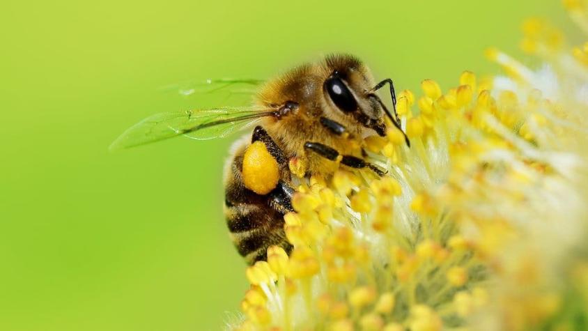 La sorprendente habilidad de las abejas para entender el concepto "cero"