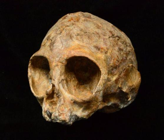 "Alesi": el antiguo ancestro que comparten los primates y el hombre
