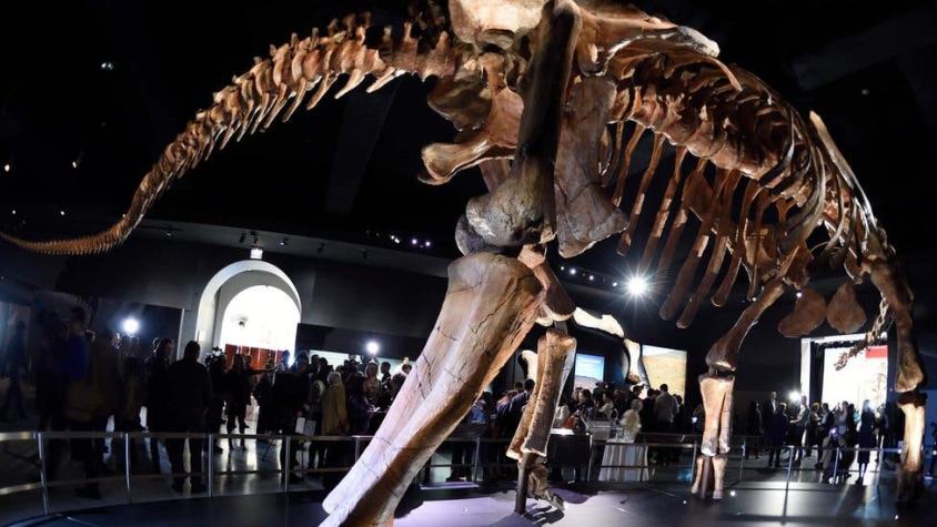 Así era el Patagotitán, el animal terrestre más grande de la historia hallado en Argentina