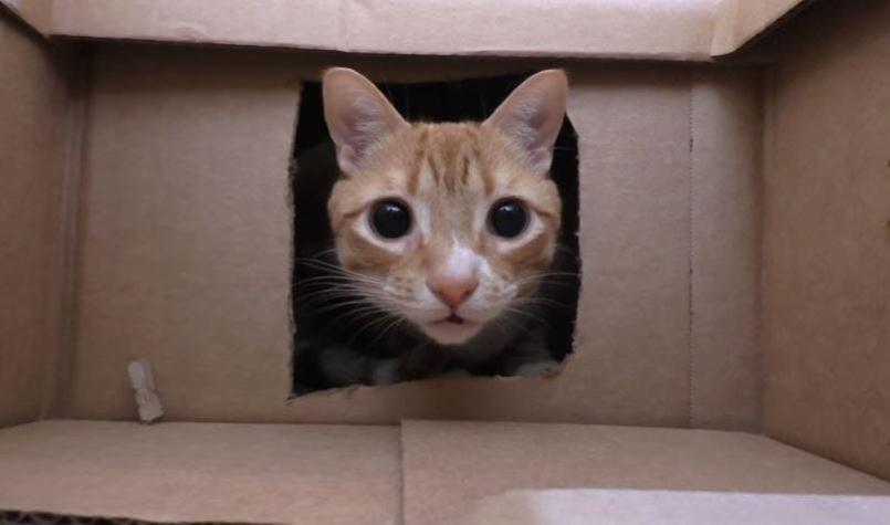 [VIDEO] Crea un laberinto con 50 cajas de cartón para sus gatos