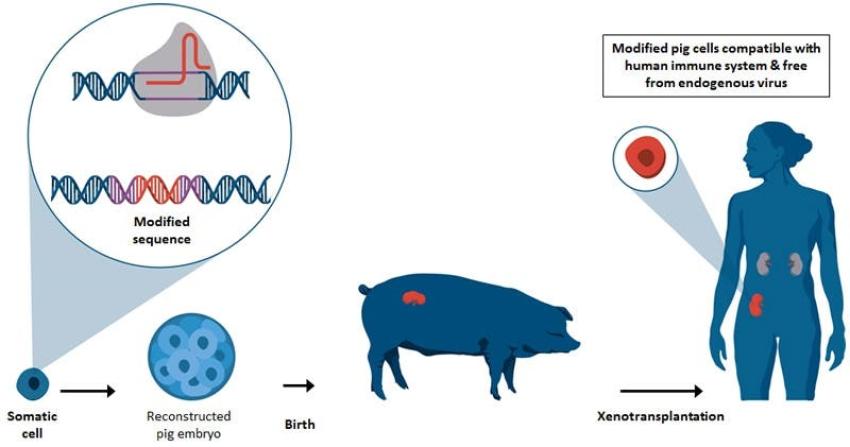 Cerdos genéticamente modificados podrían ser donantes de órganos