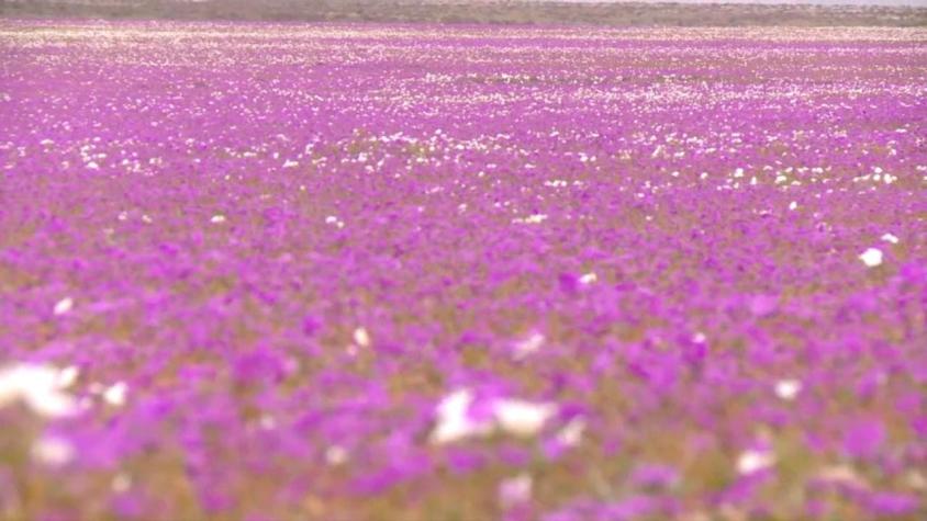[VIDEO] Atacama se prepara para el desierto más florido de la historia