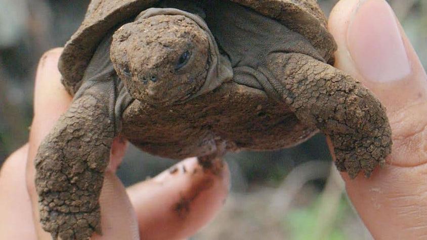 Cómo la Estación Espacial Internacional ayudará a proteger a las tortugas de Galápagos