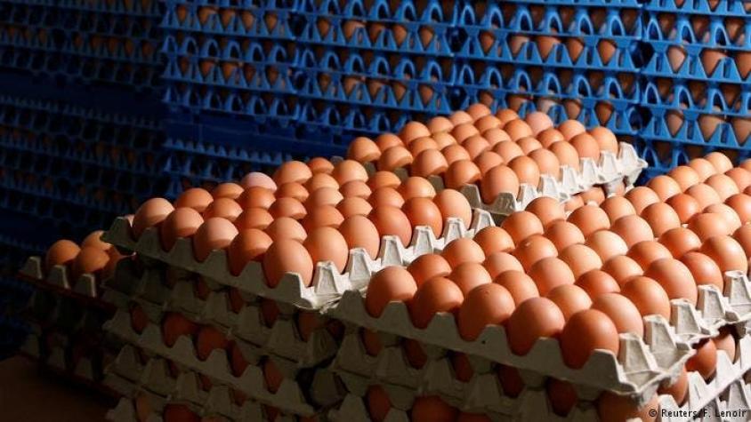 Huevos contaminados: La Haya prolonga arresto de empresarios