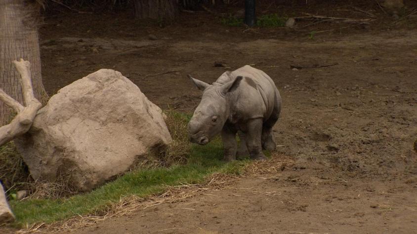 Pantaleón: conoce al primer rinoceronte blanco nacido en Sudamérica