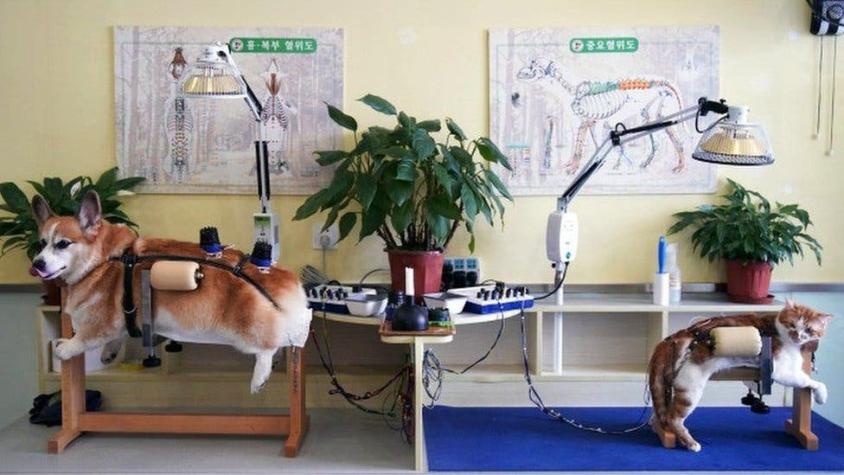 Las extravagantes imágenes de perros y gatos en sesiones de acupuntura