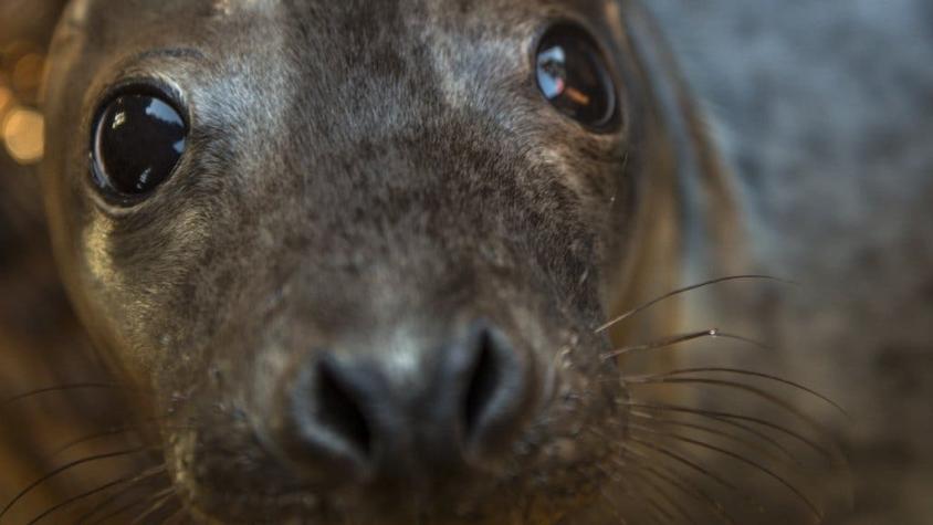 ¿Qué está matando a los leones marinos en las costas de California?