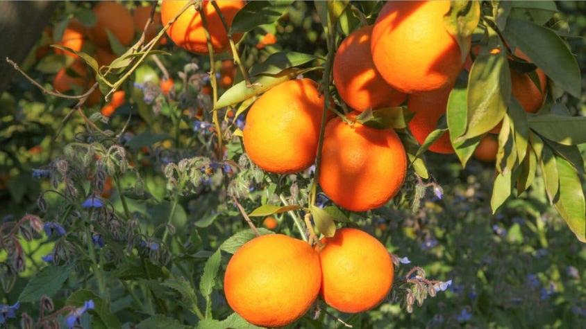 Ropa de lujo y harina: las cosas que los sicilianos hacen con sus naranjas después de exprimirlas