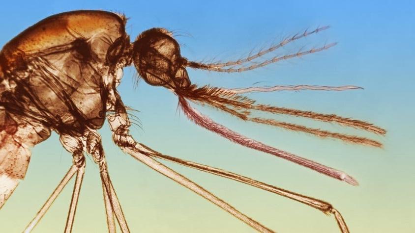 El insecticida que engaña a los mosquitos y los atrae más que tu sangre o el néctar