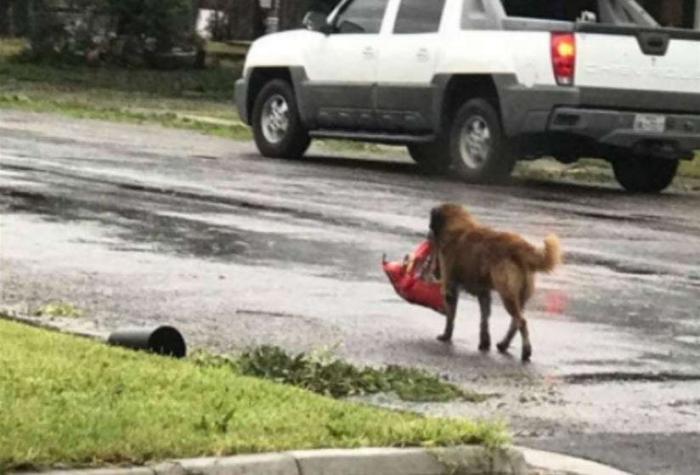 “Otis”, el perro que escapó del Huracán Harvey con su bolsa de comida