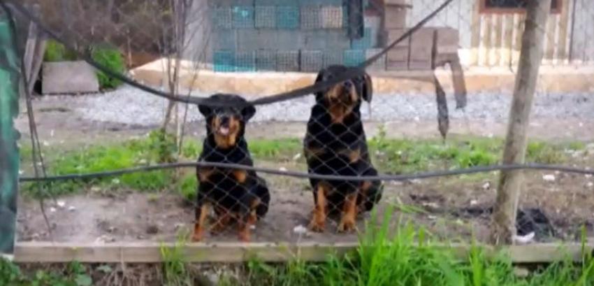 Perros Rottweiler matan a mujer de 81 años en El Monte