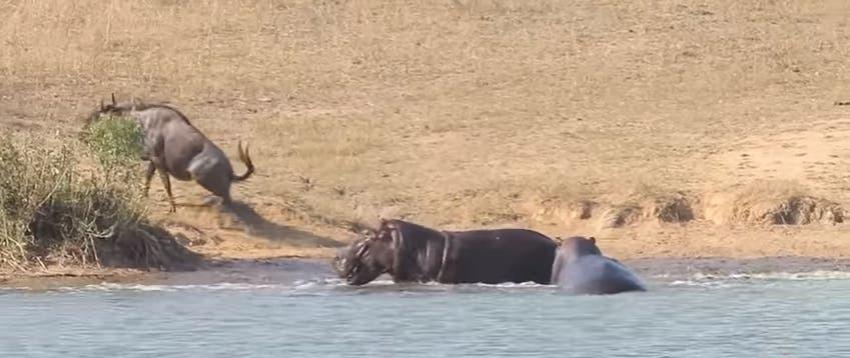 El impactante video de unos hipopótamos salvando a otro animal de las garras de un cocodrilo