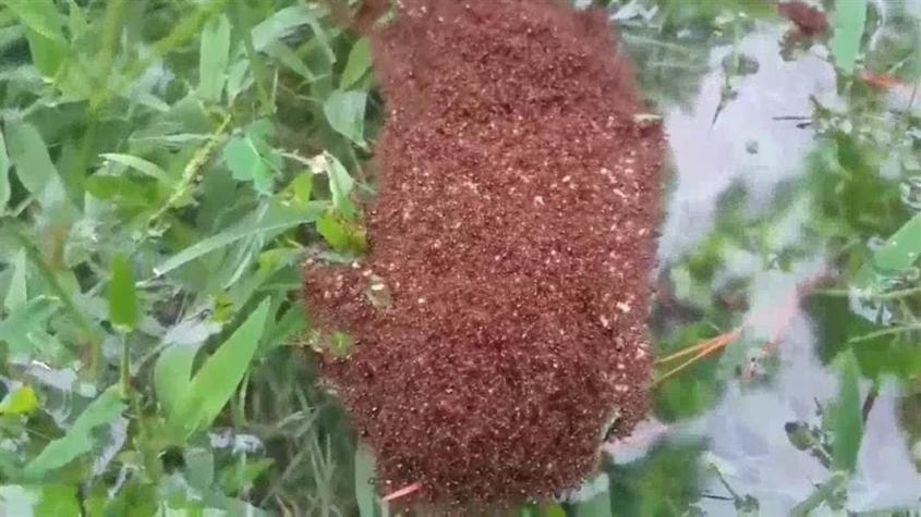 Las gigantescas "balsas" creadas por miles de hormigas para salvarse de Harvey