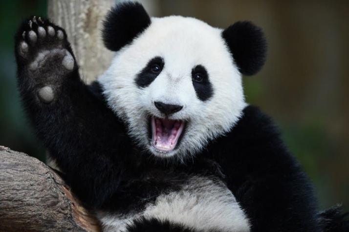 A los 37 años muere la panda más longeva del mundo