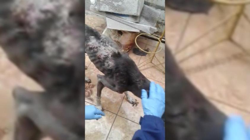 [VIDEO] Aplican Ley Cholito por perro maltratado en Arica