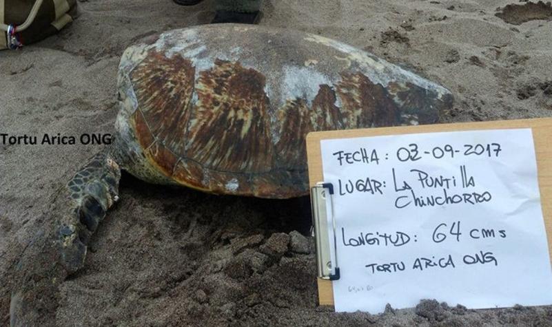 Investigan hallazgo de nueve tortugas decapitadas en Arica