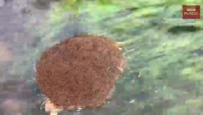 [VIDEO] Así son las "balsas" de hormigas de fuego que flotan por las calles inundadas de Houston