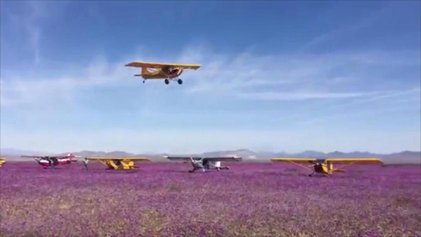 [VIDEO] Aterrizaron en el desierto florido: Arriesgan suspensión de licencias
