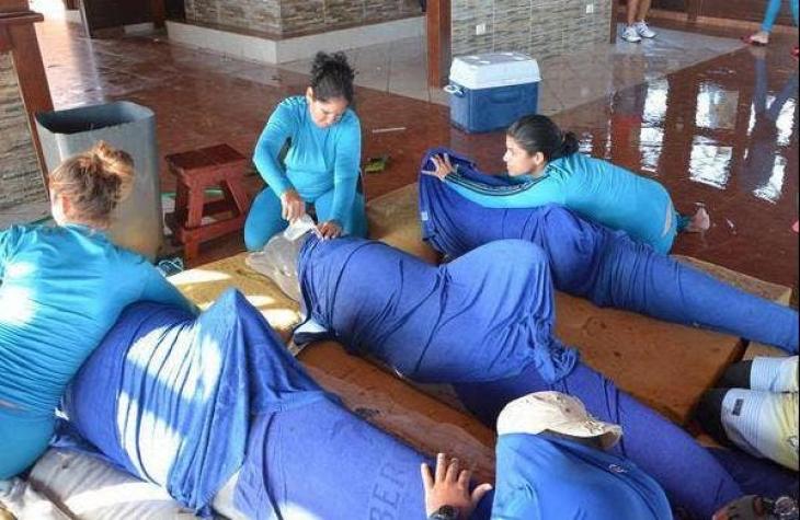 Seis delfines fueron evacuados vía aérea tras la llegada de Irma a Cuba