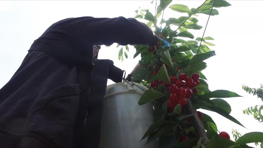 [VIDEO] ¿Por qué la cereza chilena es tan cotizada en China?