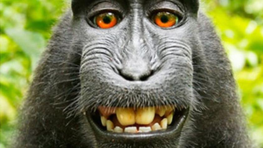 La prolongada batalla legal por la "selfie" de un mono termina con victoria para el fotógrafo