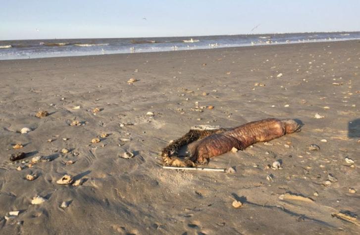 La extraña criatura que apareció en una playa tras el paso del huracán Harvey