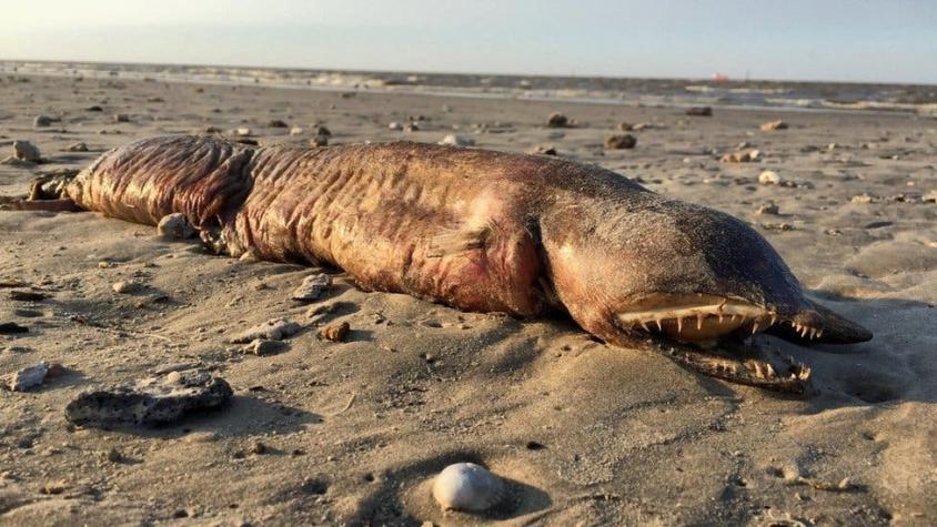 La criatura de dientes afilados que encontraron en una playa de Texas tras el huracán Harvey