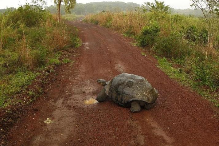 Ecuador logra recuperar especie de tortuga gigante extinta hace 150 años en Galápagos