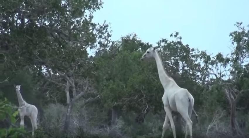 La extraña condición que hace que estas jirafas sean blancas