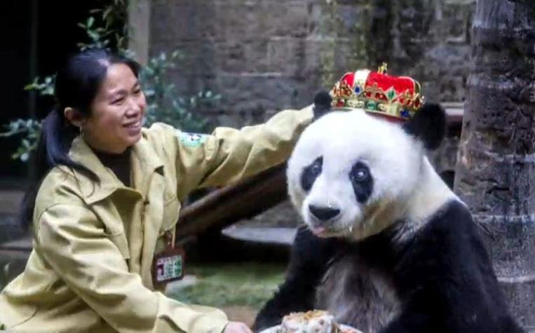 [VIDEO] Muere el panda en cautivero más viejo del mundo
