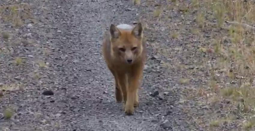 [VIDEO] Liberan a zorro encontrado en la comuna de  Las Condes