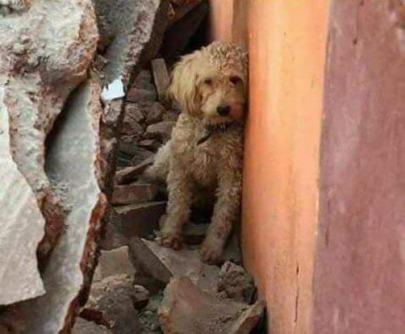 Elaboran catastro de mascotas perdidas por terremoto en México